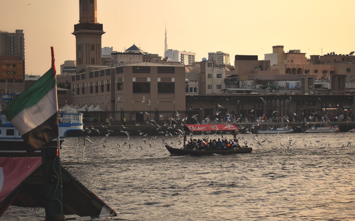 Seagulls escorting a boat up the Creek