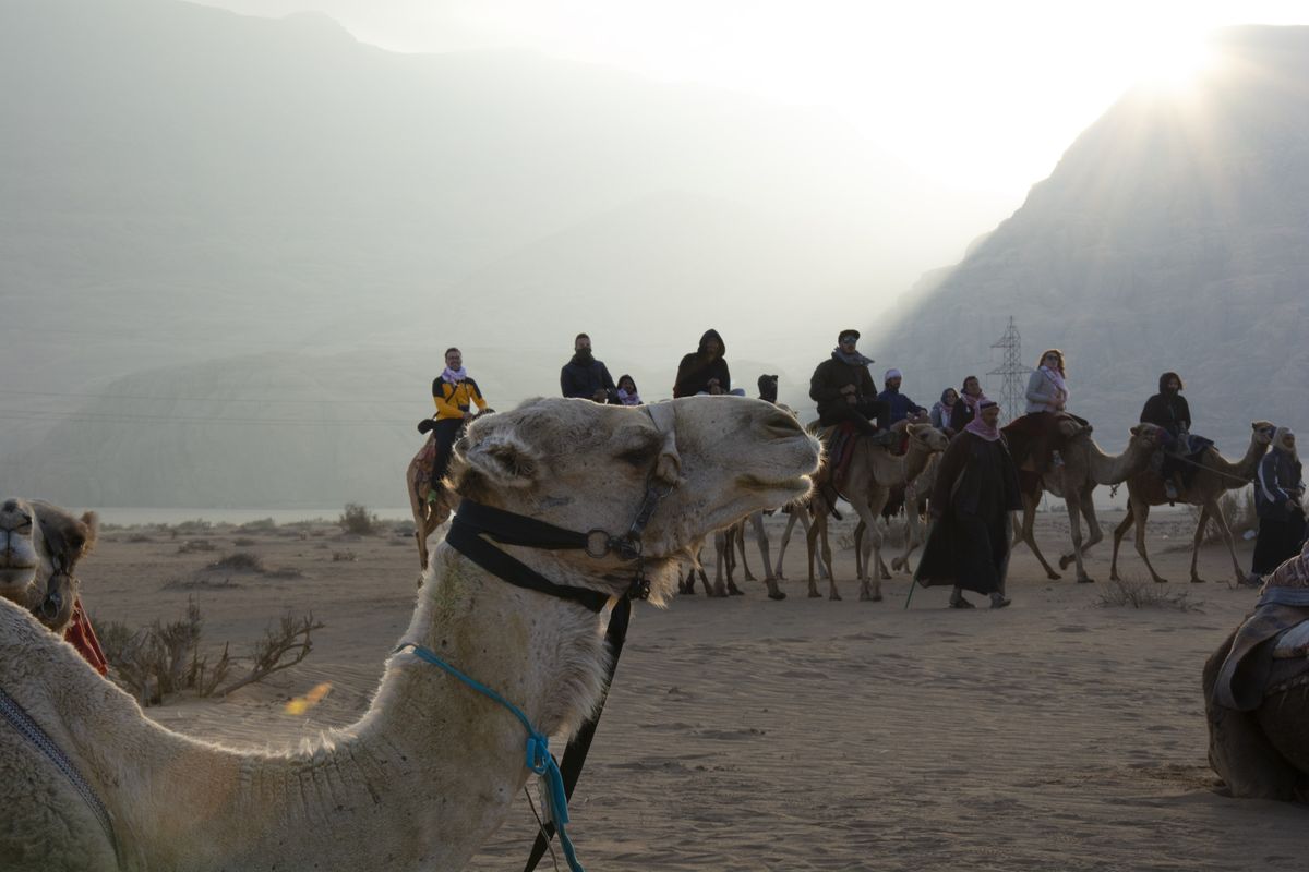 A camel caravan crossing the dunes in first light