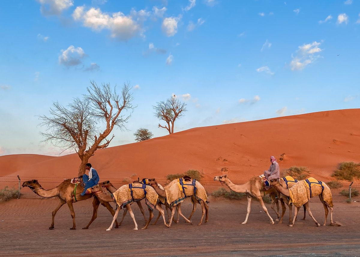 A camel caravan crossing the dunes at sunset